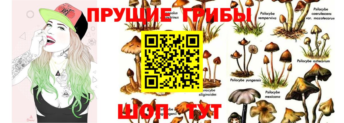 Псилоцибиновые грибы мицелий Ногинск